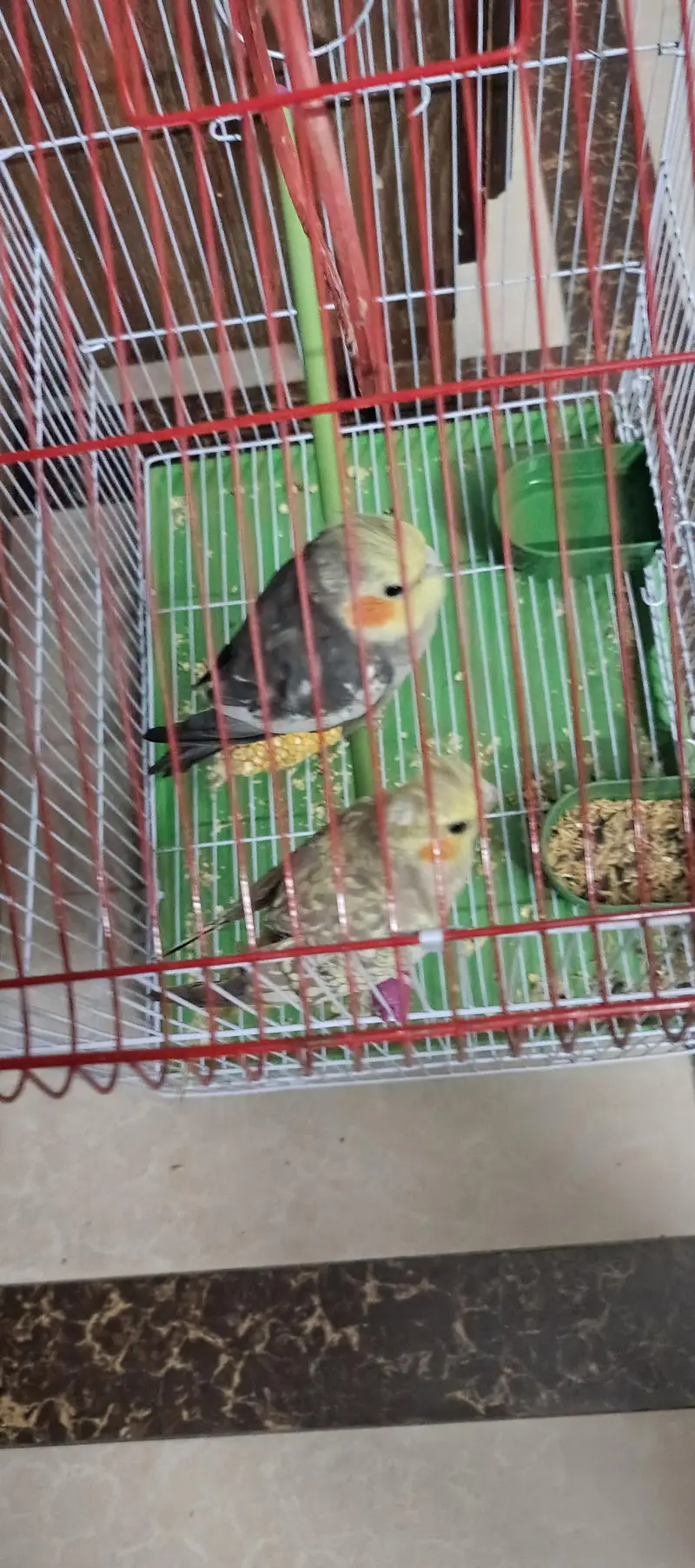 Cocktail pair with cage and without cage — photo 2