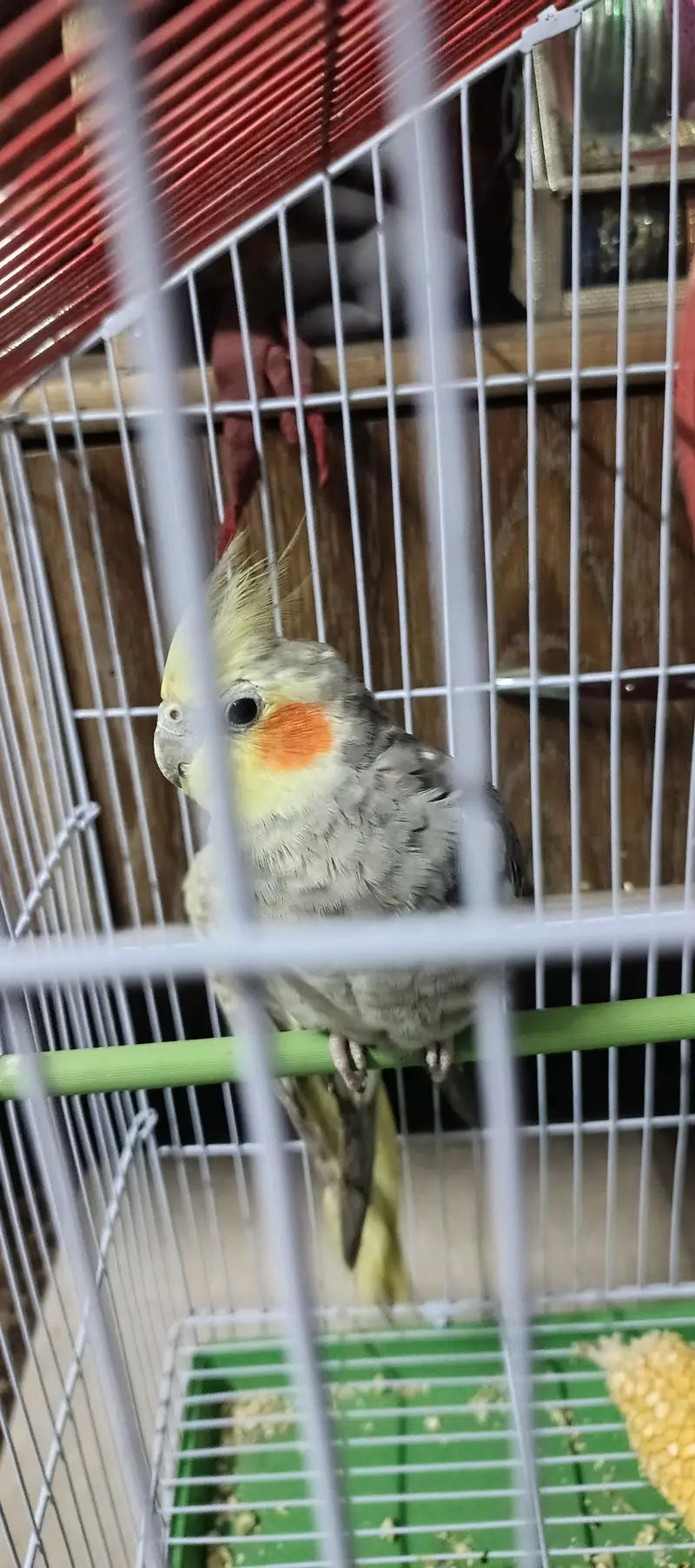 Cocktail pair with cage and without cage — photo 3