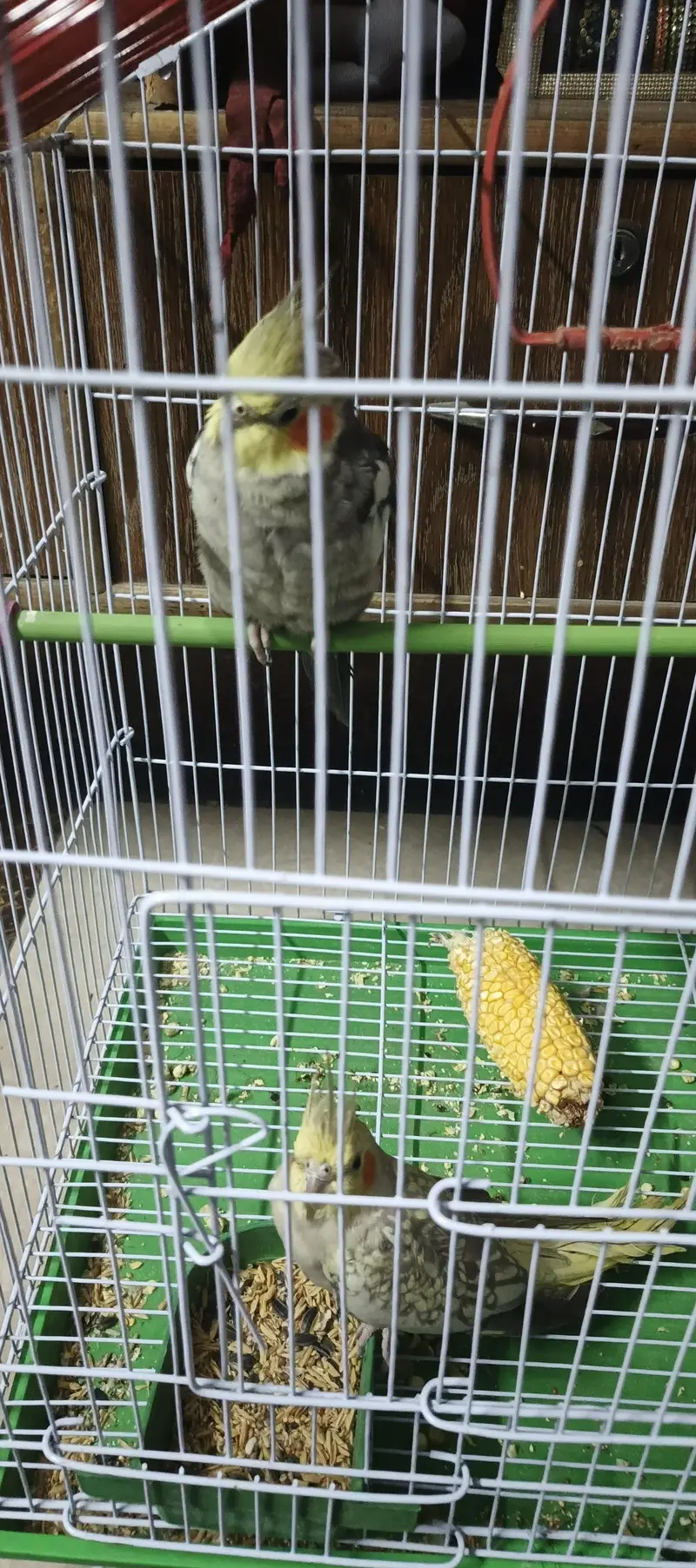 Cocktail pair with cage and without cage — photo 4