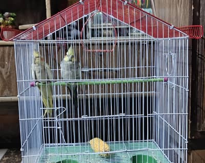 Cocktail pair with cage breeder box free