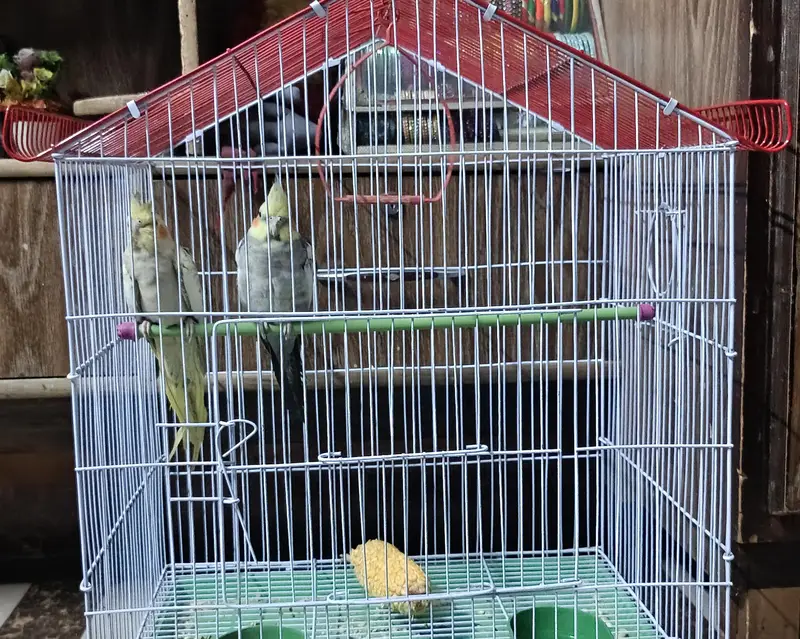 Cocktail pair with cage and without cage — photo 6