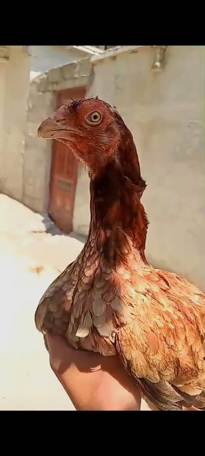 High quality aseel mainwali female