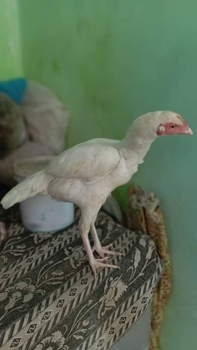 pepar white