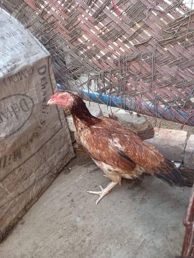 Aseek pairs and chicks for sale