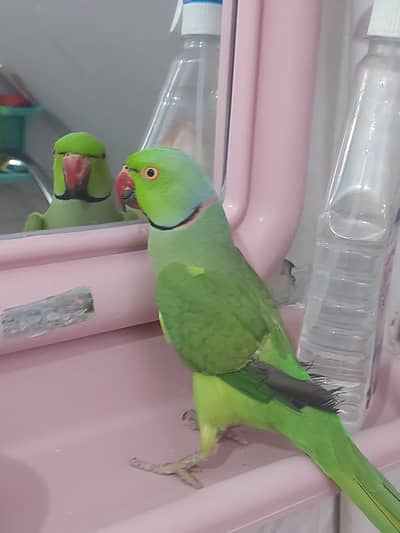 Green Parrot for sale