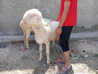 Mundra Bakra ghar ka pala hua No:03-10_71_2_6_824