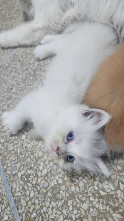 Persian cats kittens available for sale
