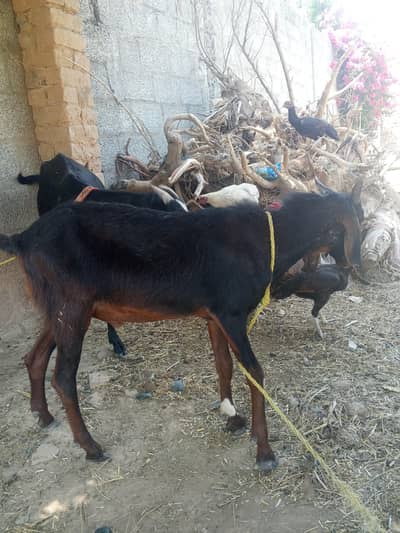 qurbani ka bakra