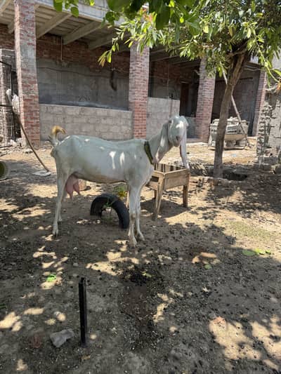 Goat for sale
