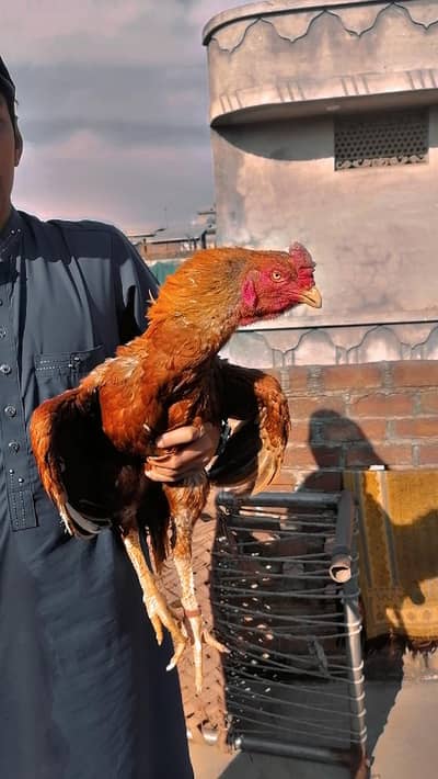 Aseel Mianwali egg lying pair for sale, Aseel hen,  Breeder pair