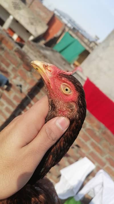 Aseel Mianwali egg lying hens for sale, Aseel hen,
