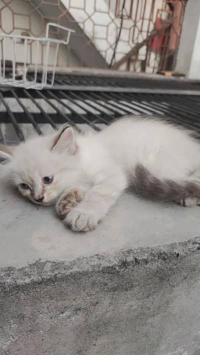 Persian cat| Doll face cat | kitten| Persian kitten |Triple coated