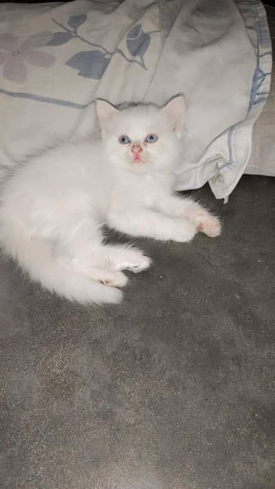 Persian cat| Doll face cat | kitten| Persian kitten |Triple coated