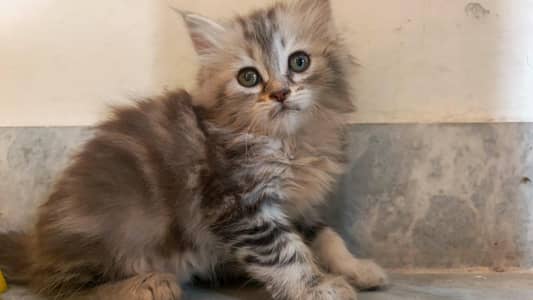 persian female kitten