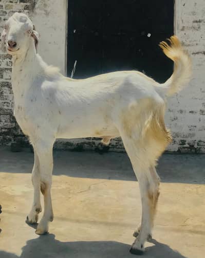 Beautiful healthy Bakra for Qurbani 2026.