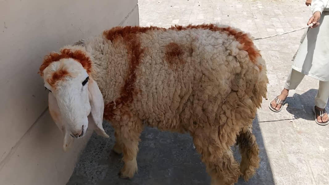 chatra ( Bakra ) 0