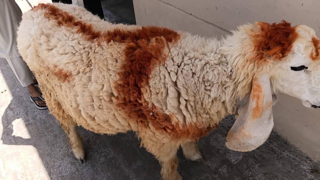 chatra ( Bakra ) 1