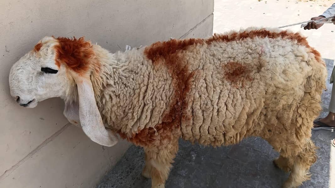 chatra ( Bakra ) 2