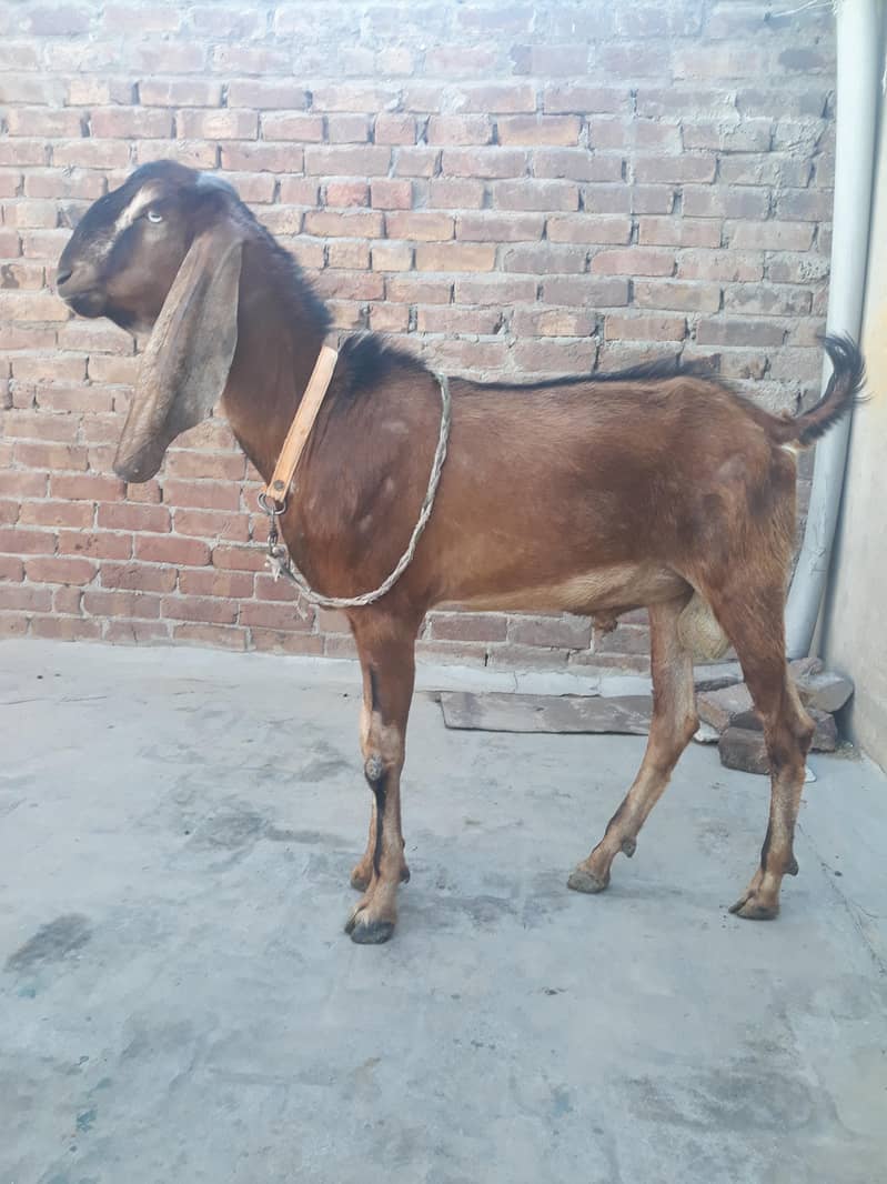 desi Bakra 0