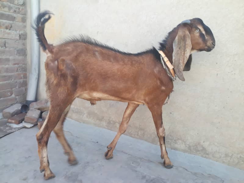 desi Bakra 1