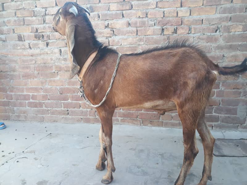 desi Bakra 2