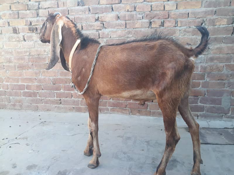 desi Bakra 3