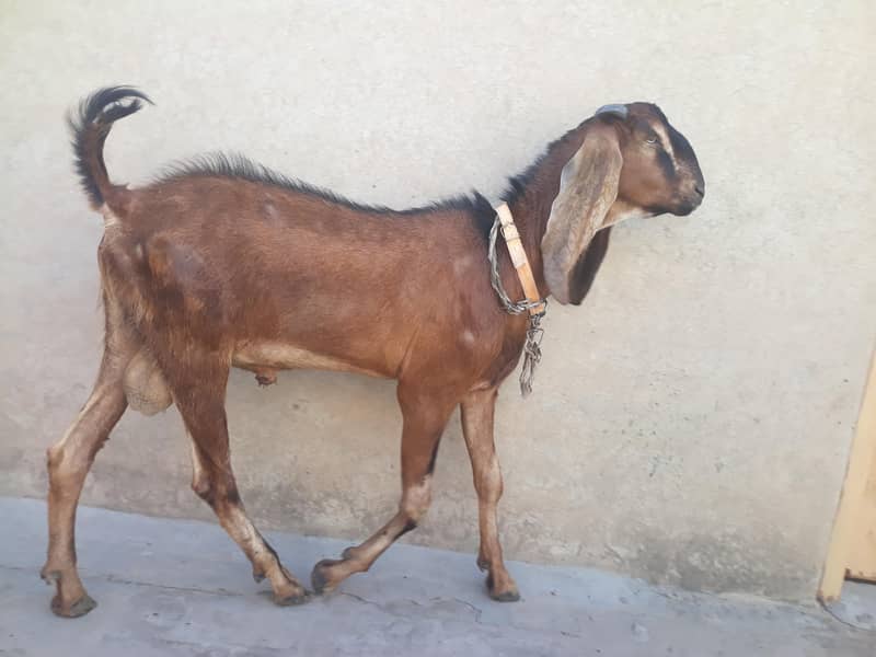 desi Bakra 4