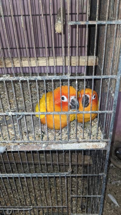 Sun conure breeding pair