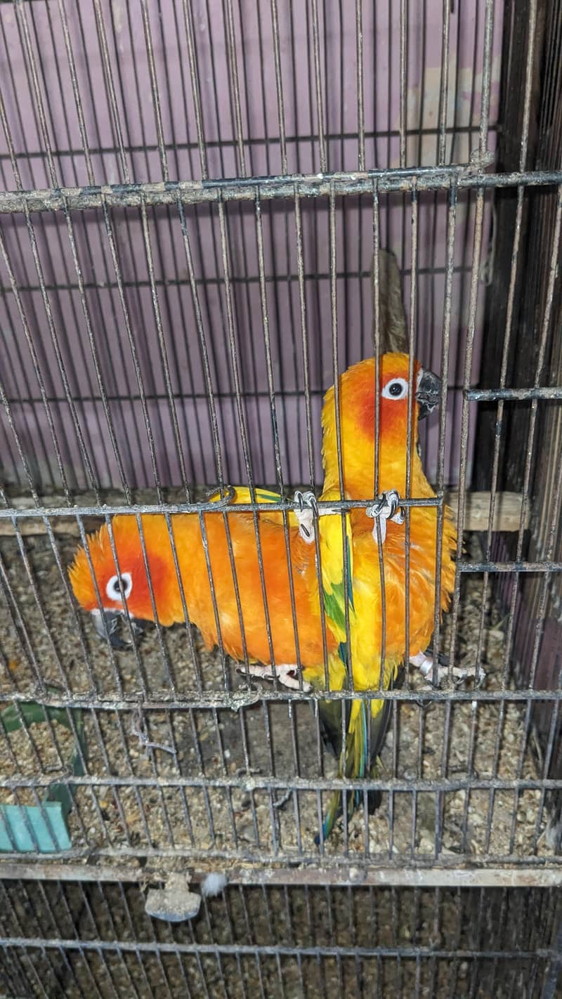 Sun conure breeding pair 1