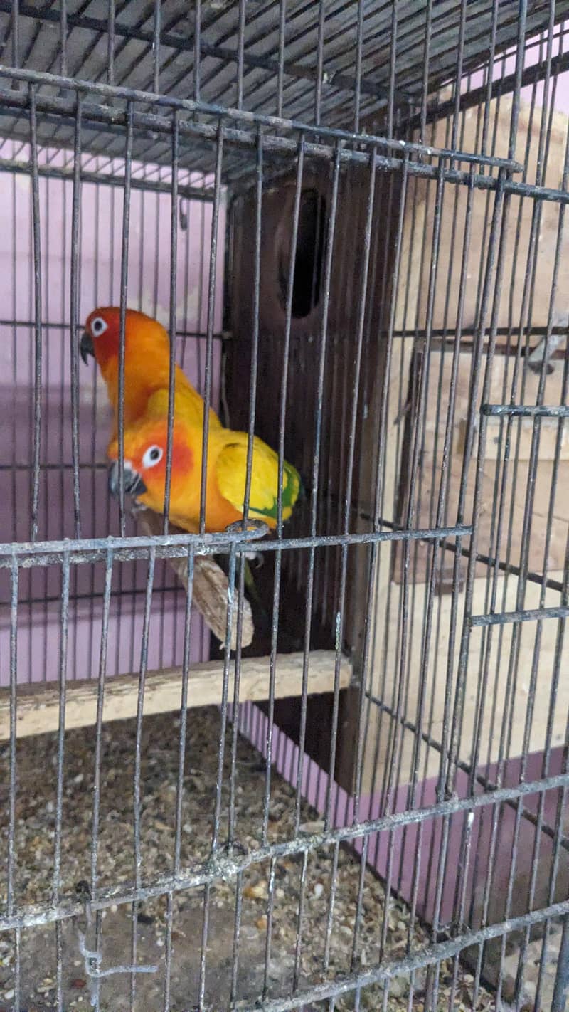 Sun conure breeding pair 2