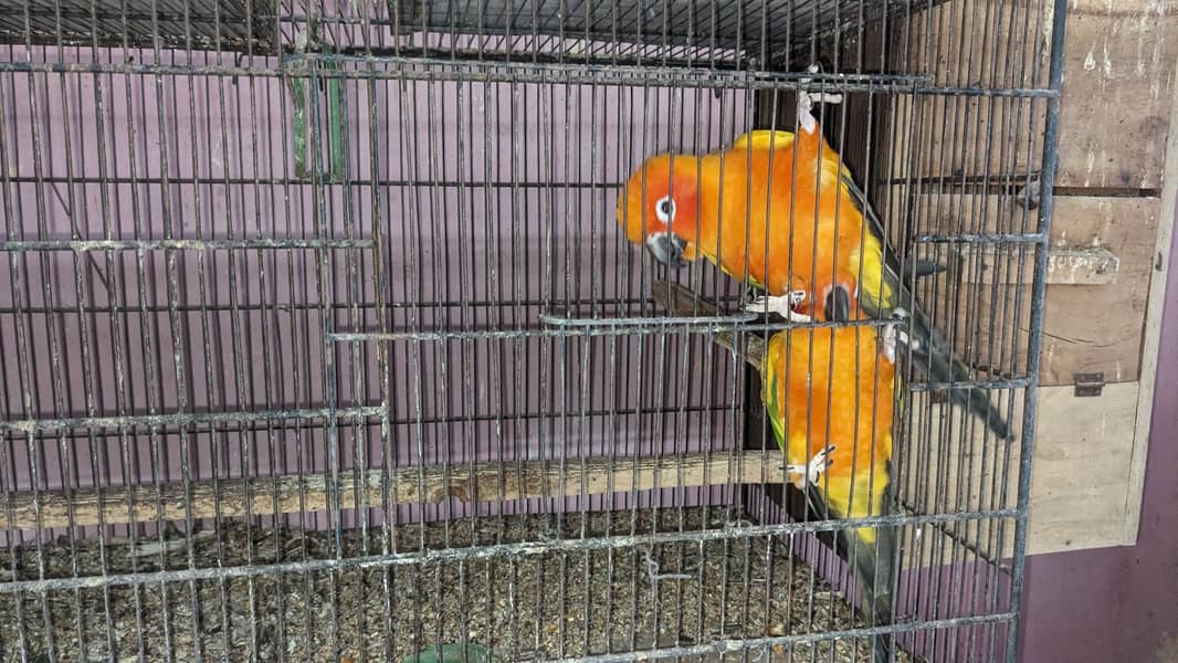 Sun conure breeding pair 3