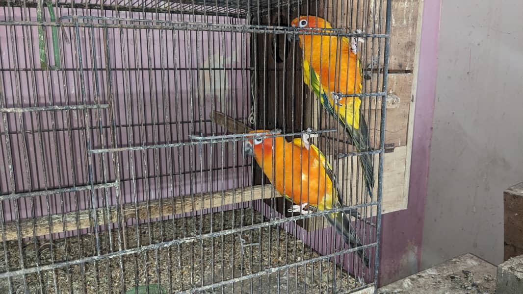 Sun conure breeding pair 4