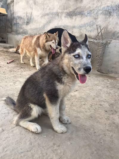 stock coat blue eyes female puppy