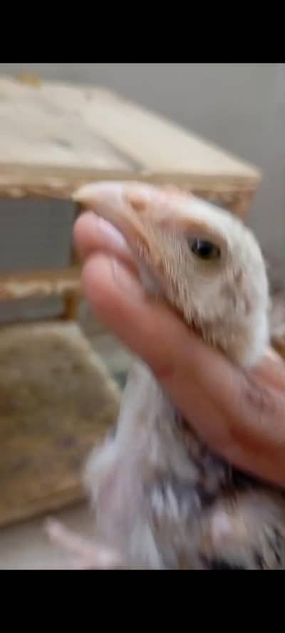 pure aseel high quality chicks