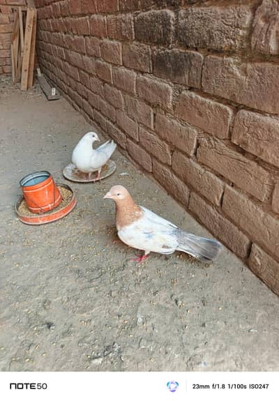 Indian lal Badshah male & lal badshah female