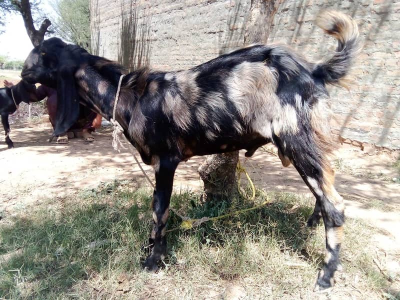 bakra 0