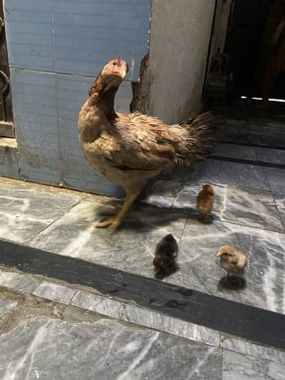 Aseel female & 3 chicks