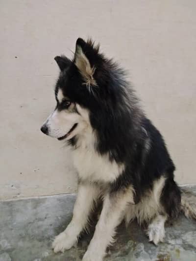 imported Alaskan  male just for Exchange.