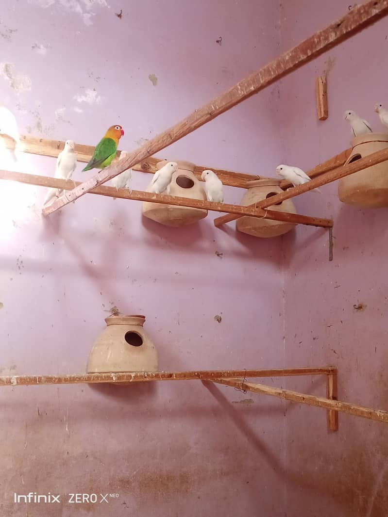 البنو بلیک ائی 0