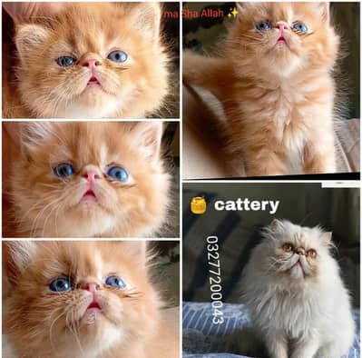 CFA bloodline  peki face  tripple coated kitten available ginger clr