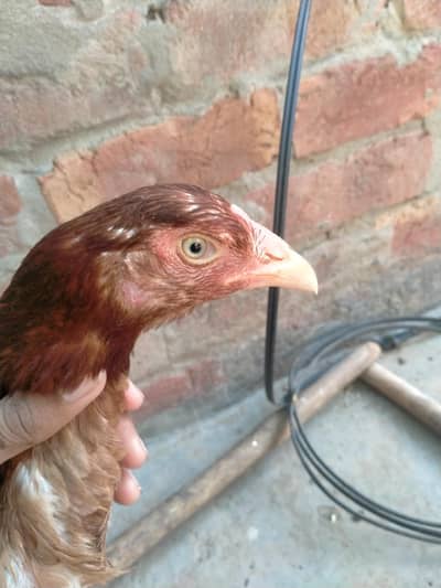 Aseel Hen (female) For sale