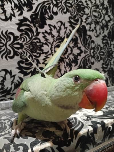 green parrot | raw parrot| raw parrot for sale