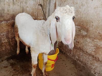 Qurbani 2026 kajla chatra