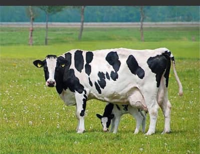 Pure cow milk