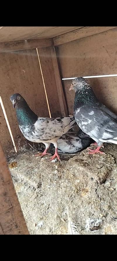 zeera teddy ner or madhi with chik for sale 0315_1702878
