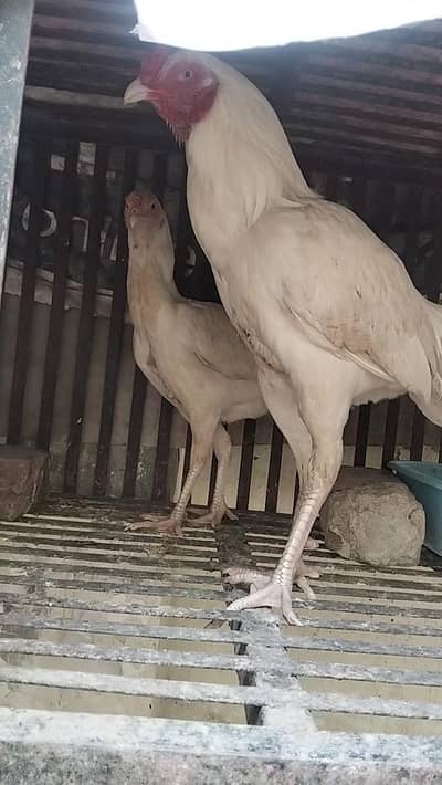 Heera Aseel pair