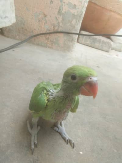 sell Green parrot