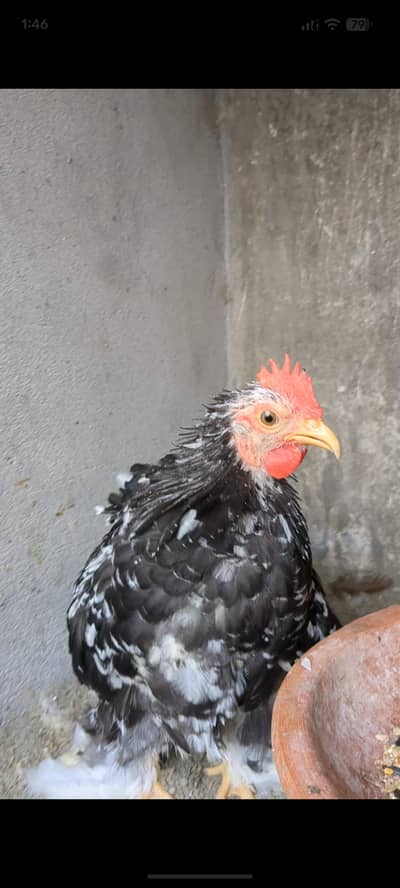Molted bantam set available