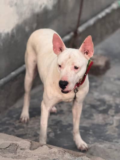 bull terrier sekorty dog