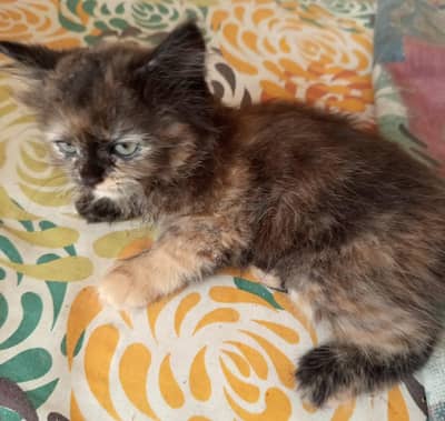 Kittens for sale
